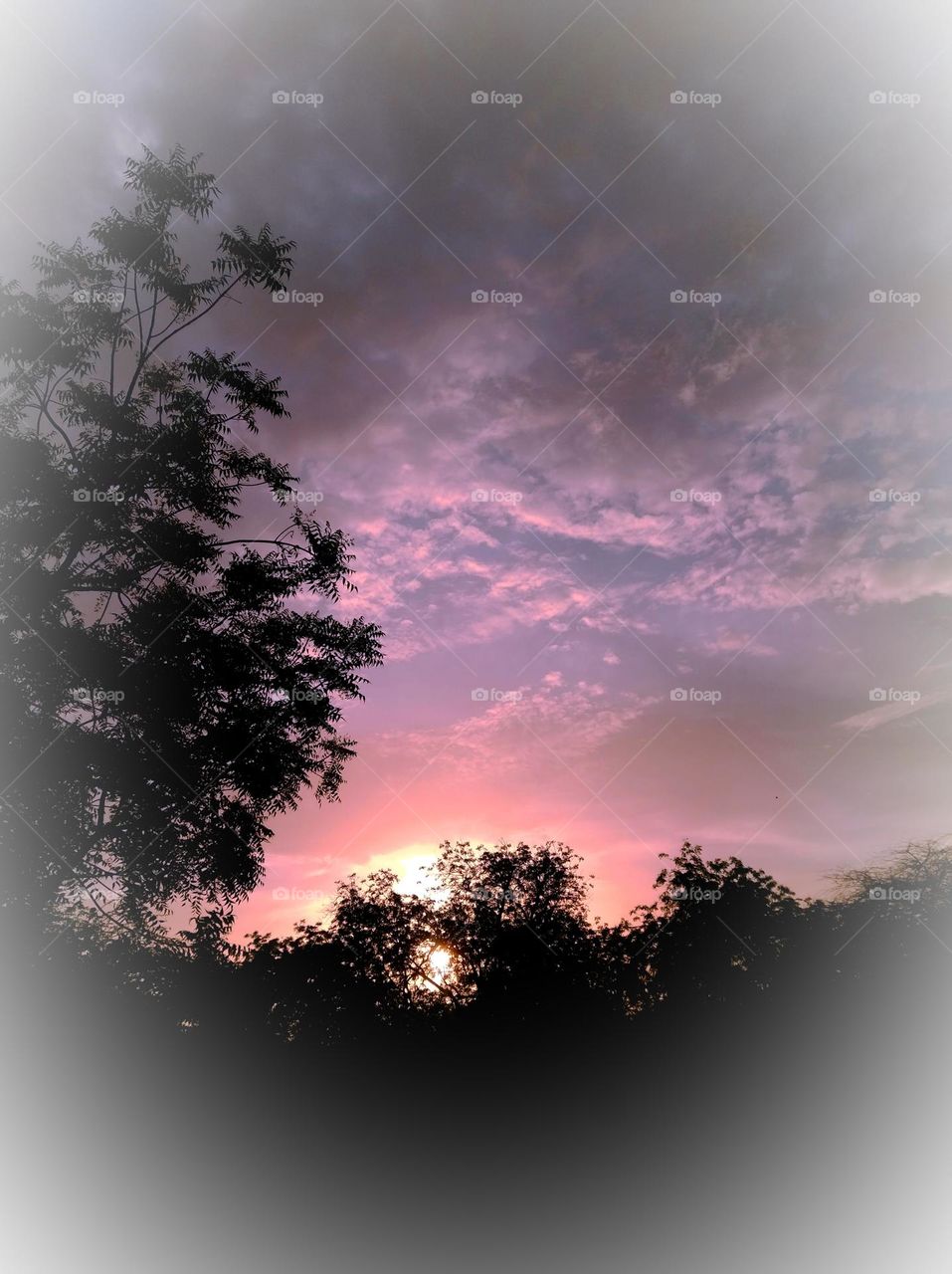 it's just to sun set scene whites cloud scattered dark tree looks very beautiful