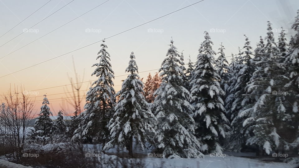 Snowy trees