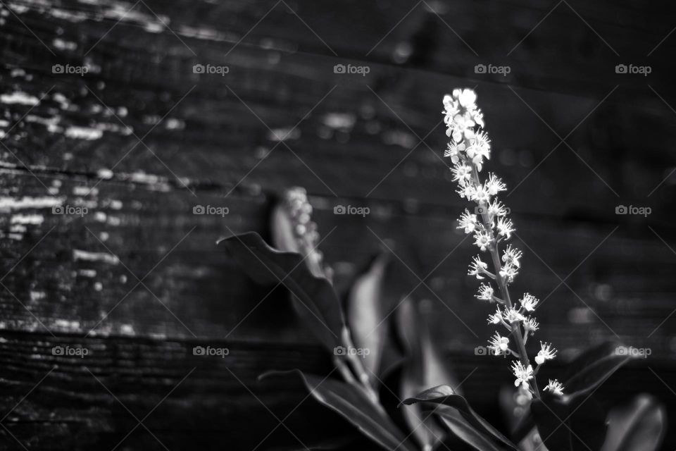 Black and white photo of a cherry laurel blossom in front of a wooden wall