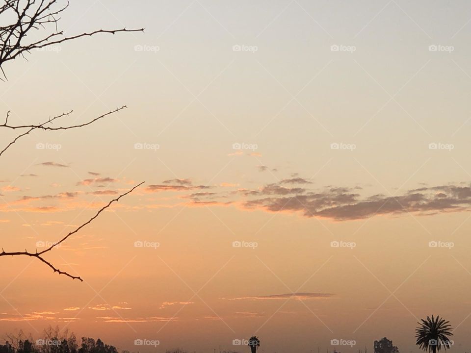 Beautiful sunset trough the branchés 