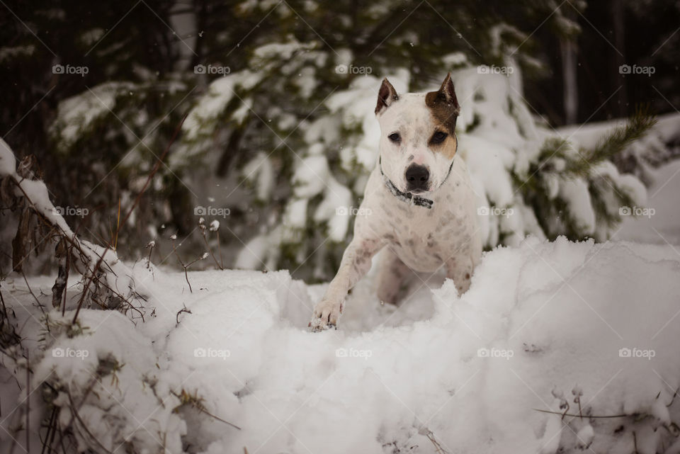 Dog in the snow