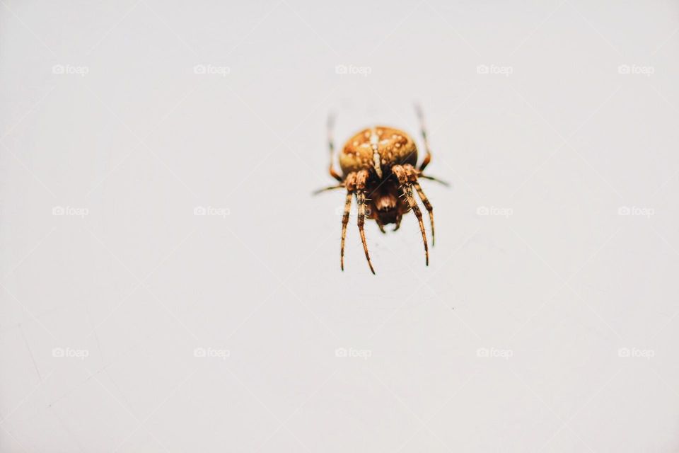 Spider suspended in the air, creepy spider weaves web, spider crawls towards camera, closeup of scary spider, afraid of spiders 