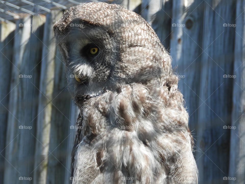 A close up of a owl
