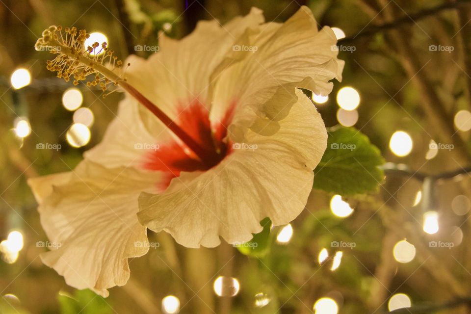 Hibiscus Evening Illumination