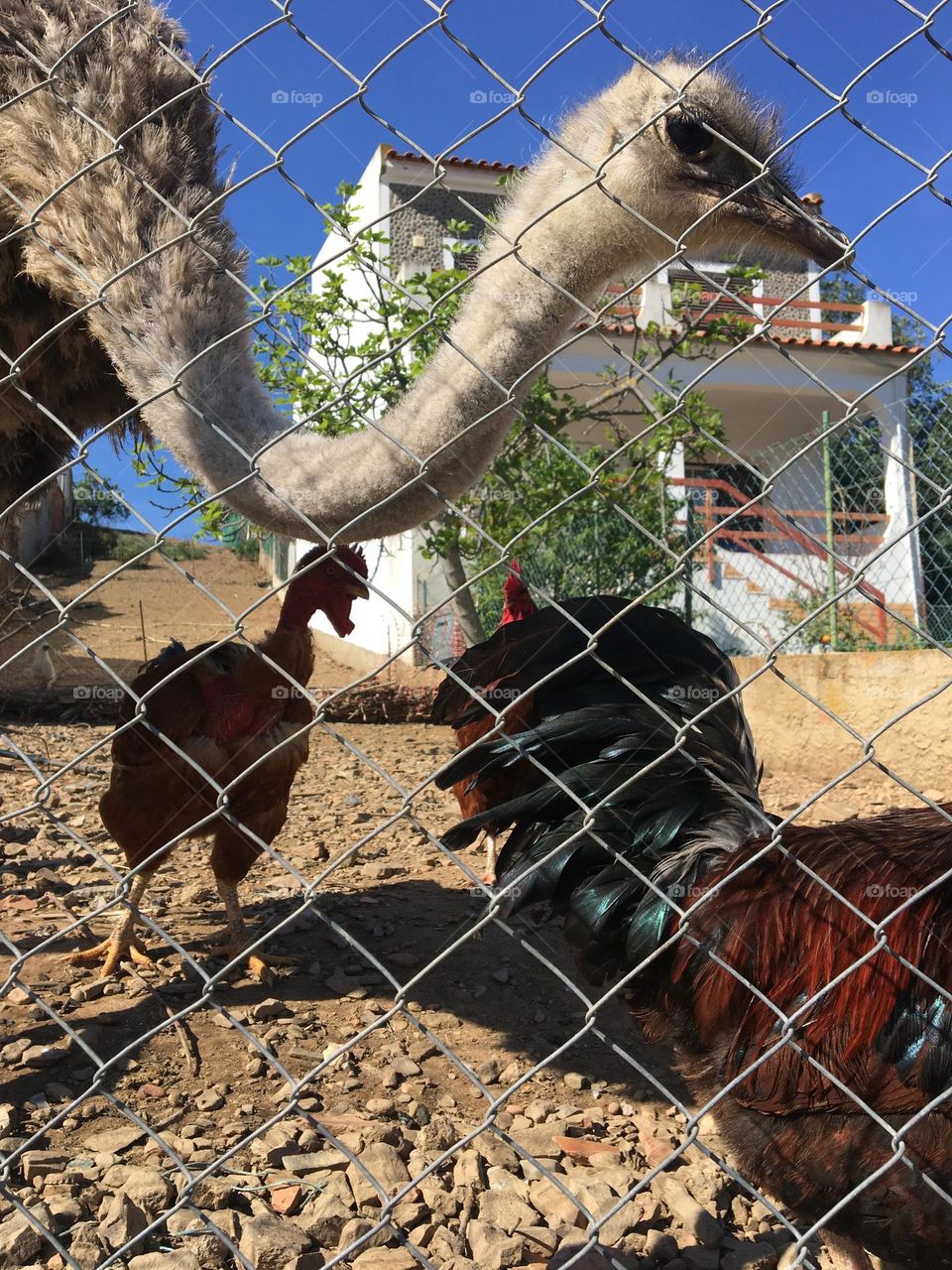 an ostrich in a chicken coop