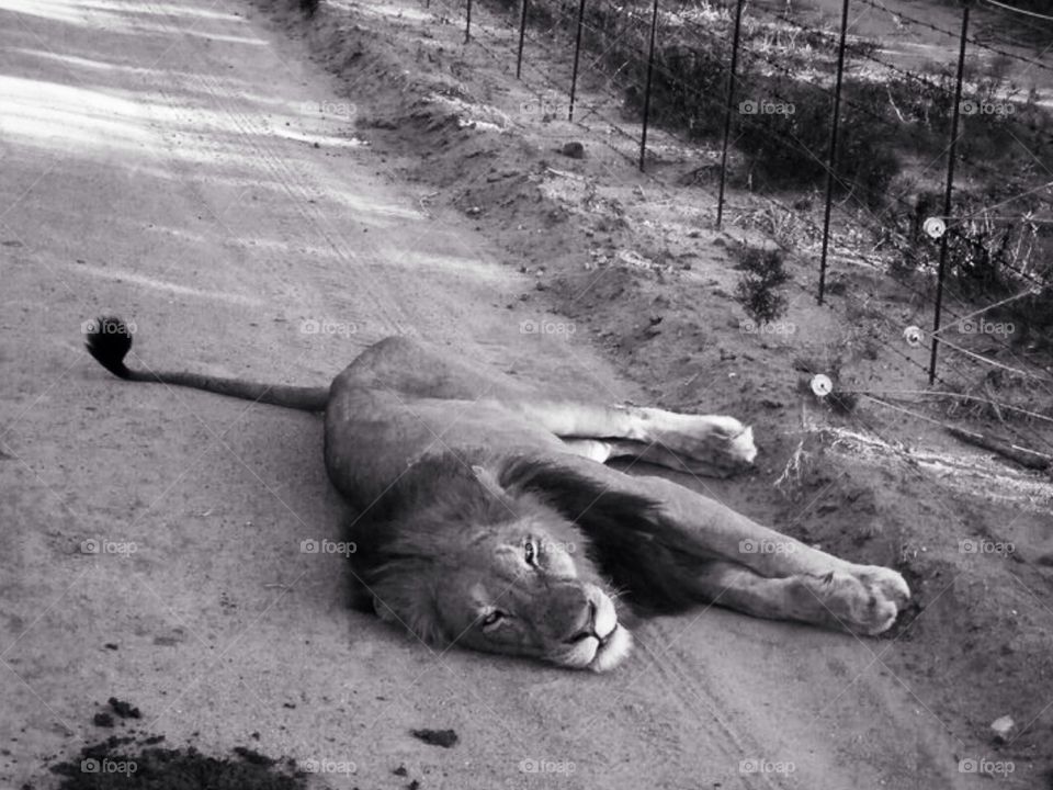 Laying lion . Safari at Kruger in South Africa 