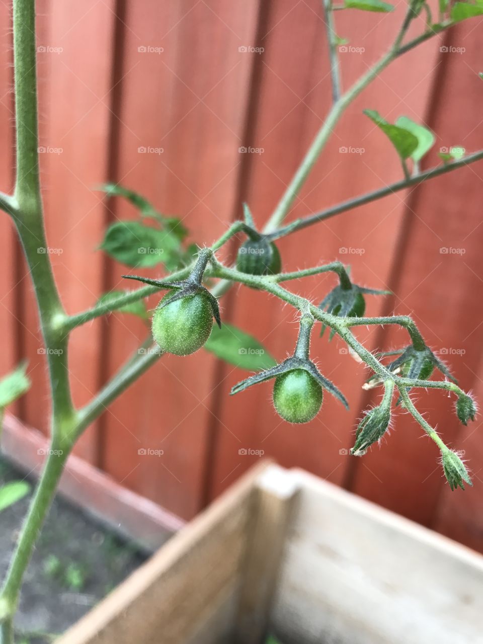 Tomatoes!!