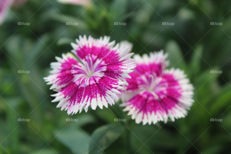 Pink and white flowers close up