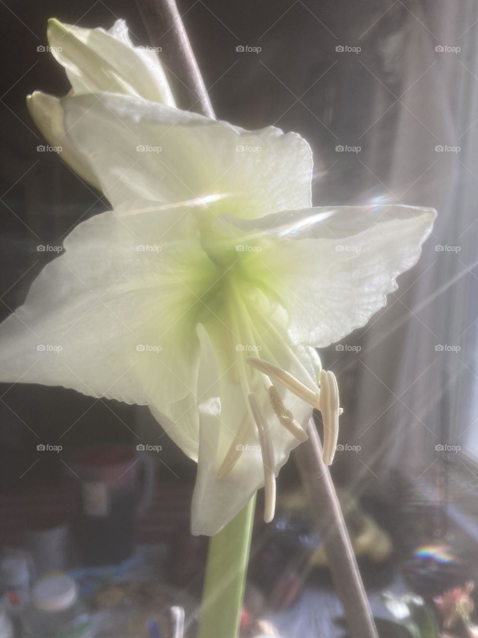 Blooming white Amaryllis 