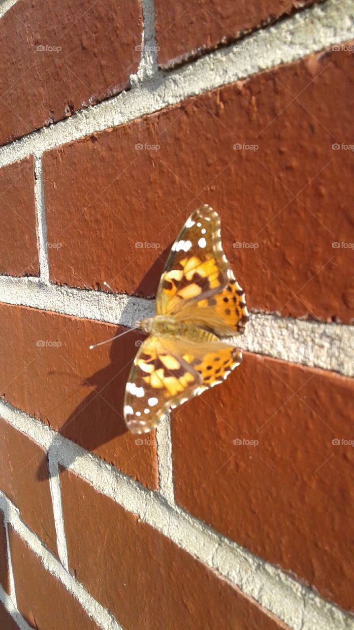 Butterfly on a Wall