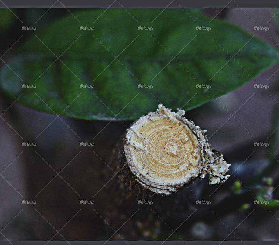 Tree branch stump And leaf. Branch stump and green leaf