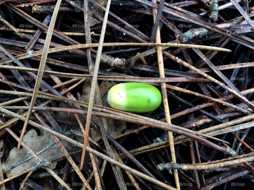 Acorn in pine needles 