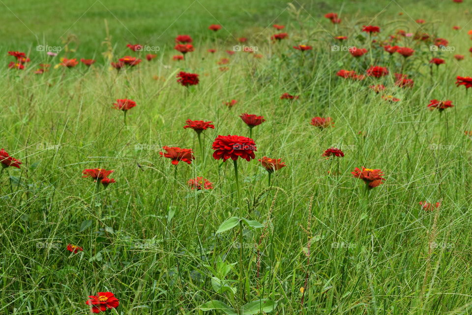Red wildflowers 