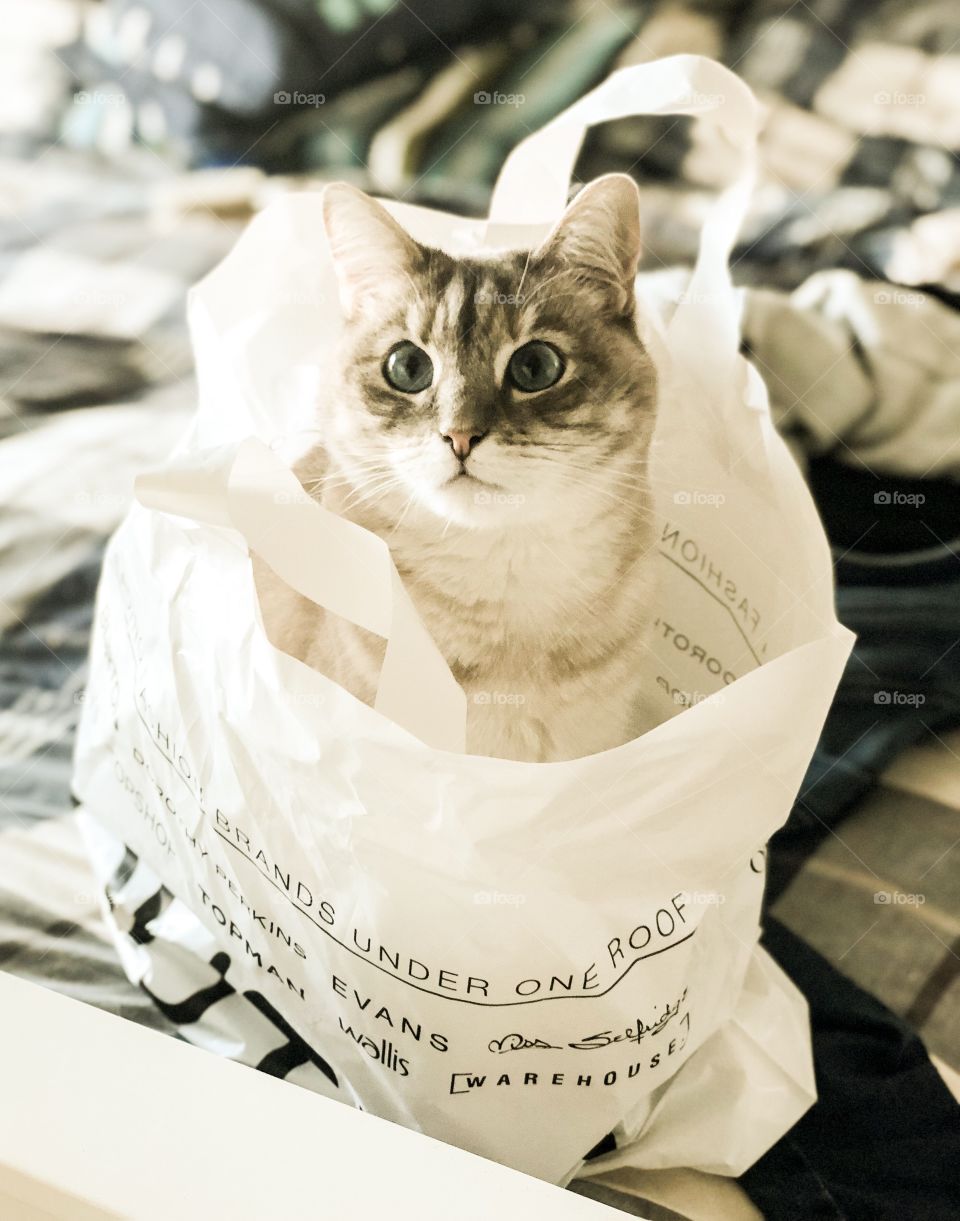 Cat in a bag