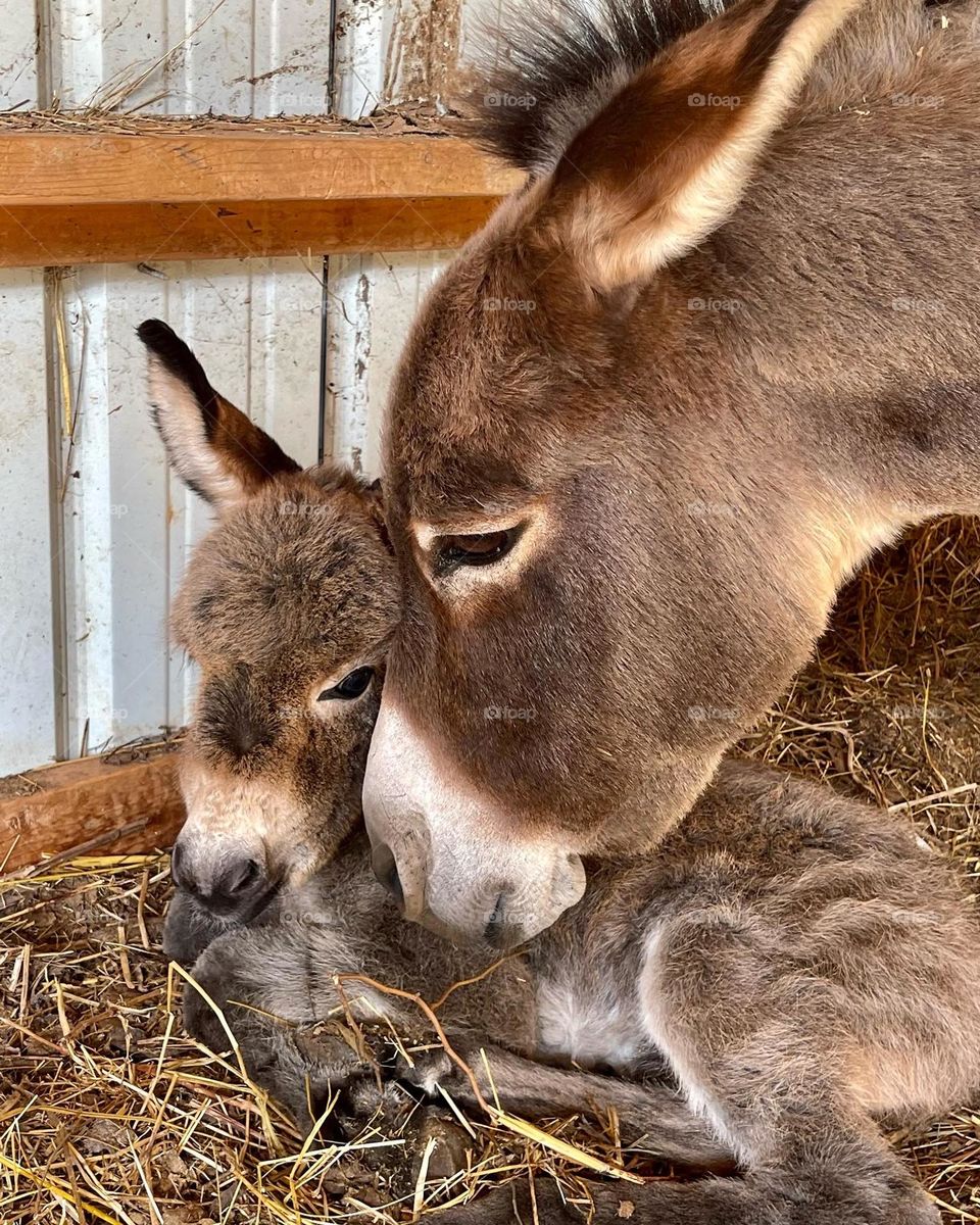 My 2 day old baby mini donkey 