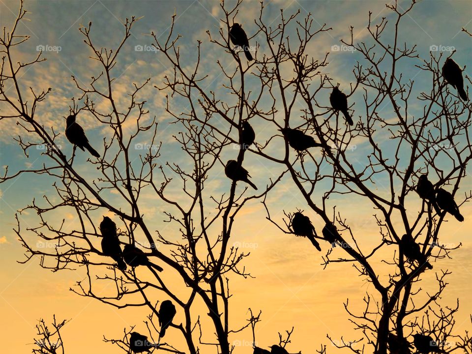 Flock Of Birds In The Trees At Sunset