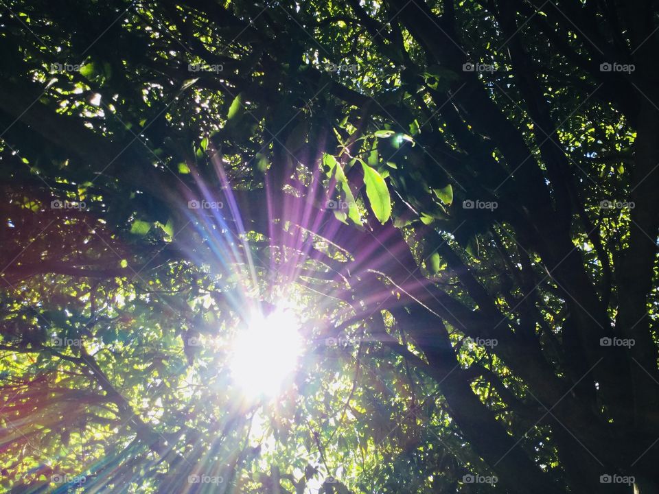 This is a picture of a beautiful tree with beams of sun peeking through the leaves and branches.
