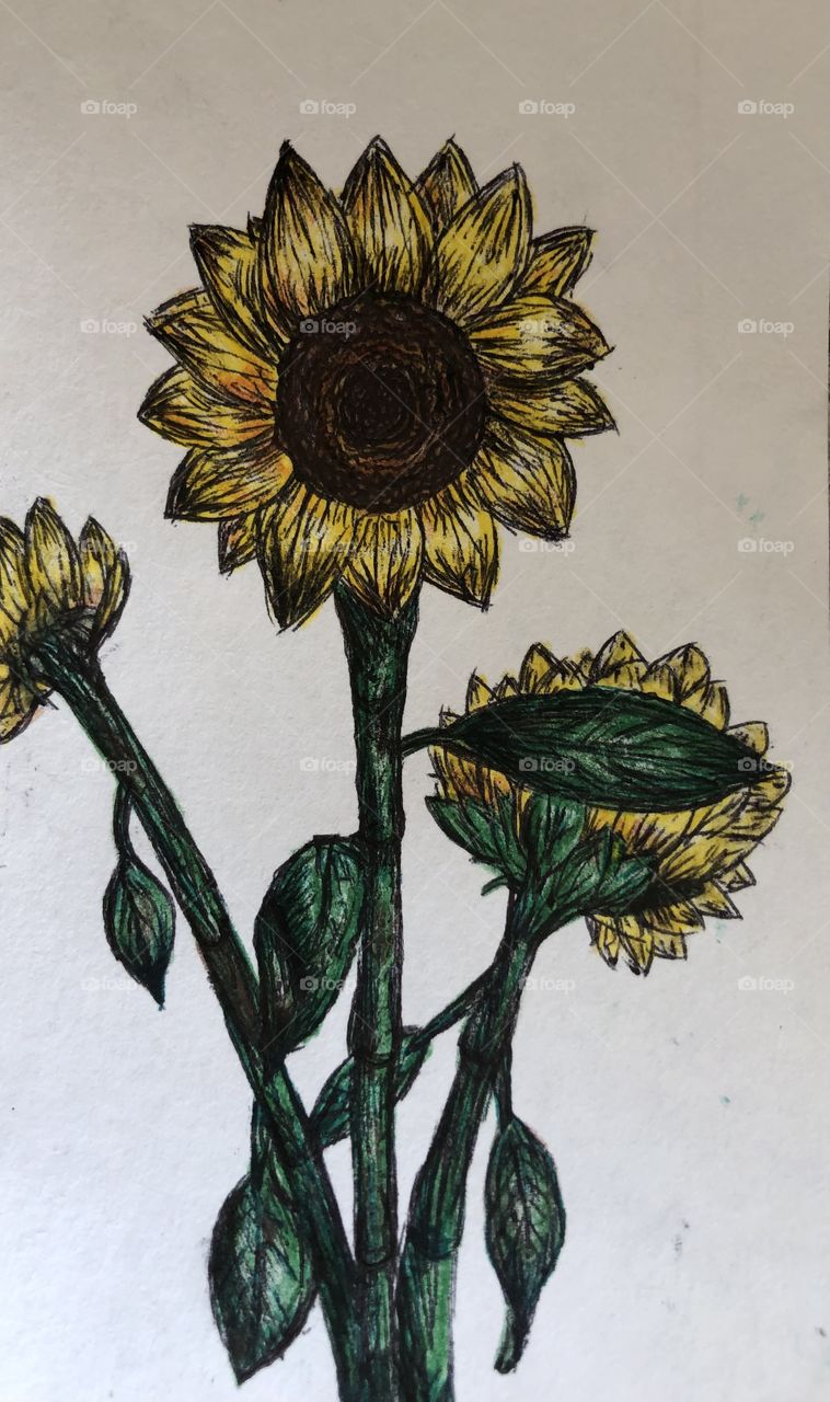 A beautiful drawing of sunflowers.