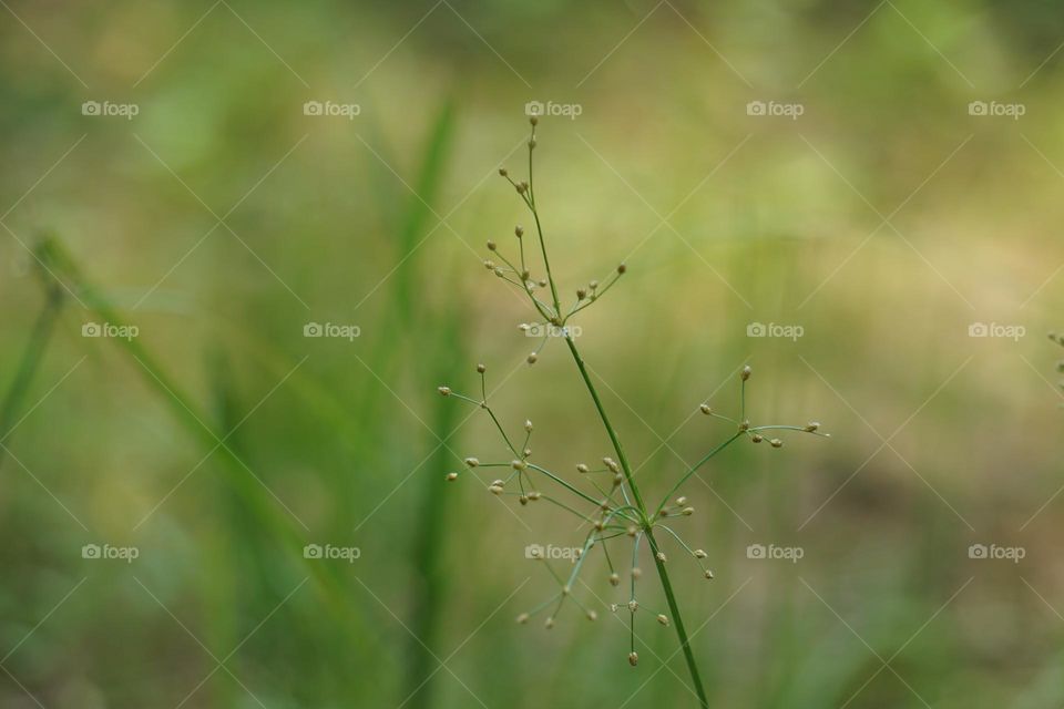 Fimbristylis miliacea Plant