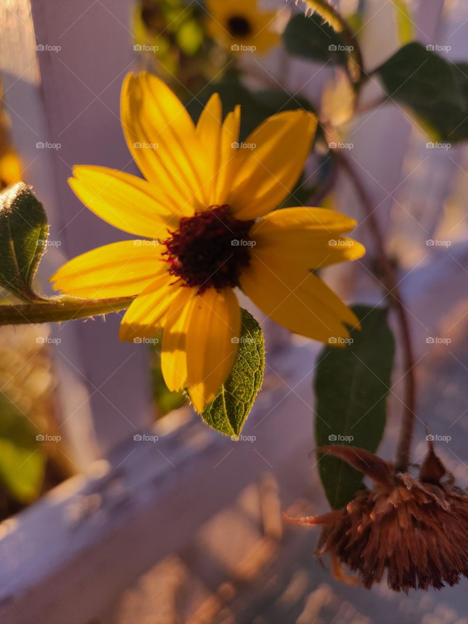 Wild Montana sunflower