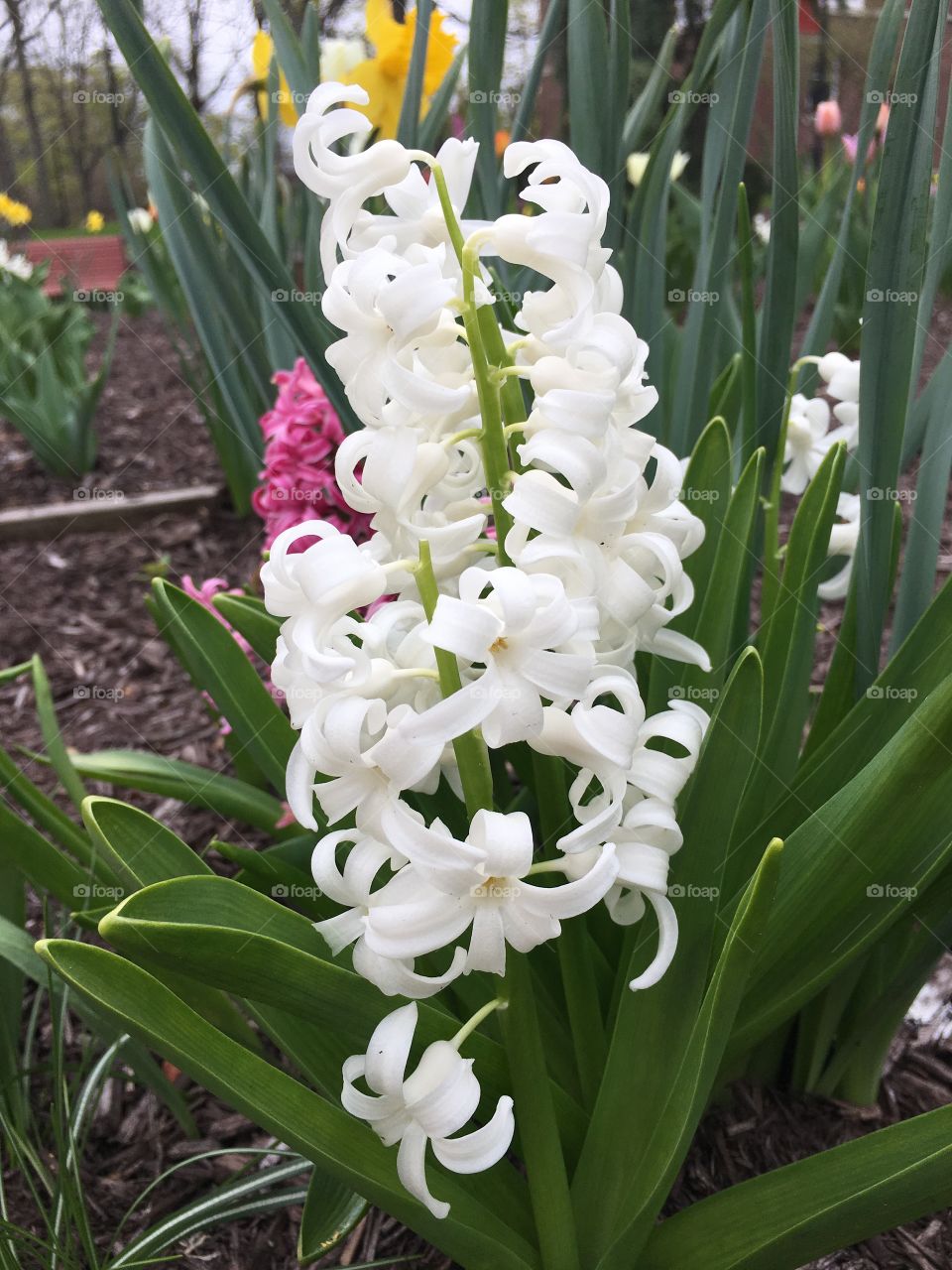 White hyacinth 