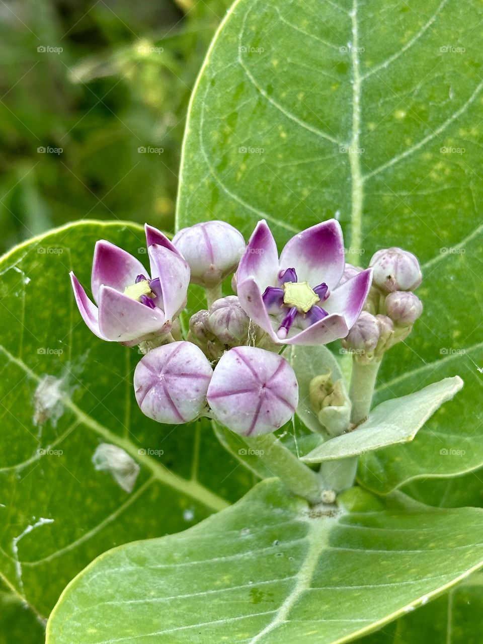 Small Crownflower