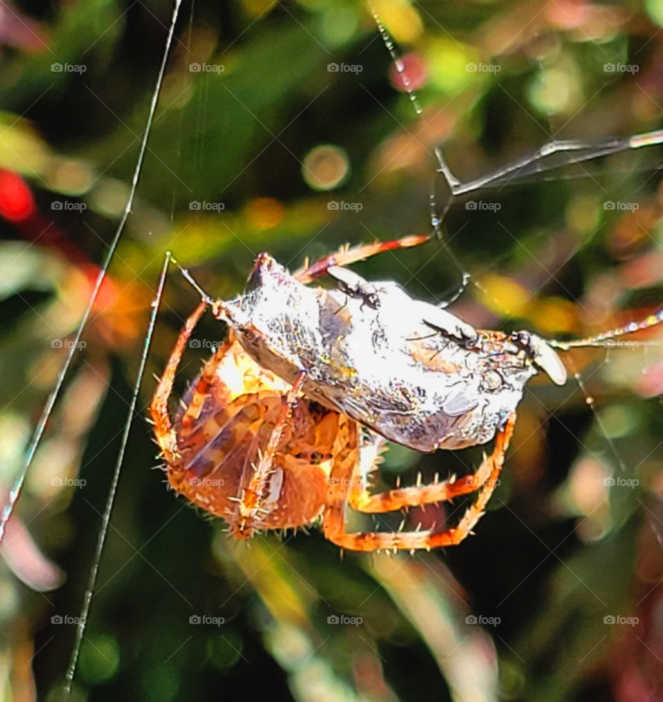 Spider and her prey