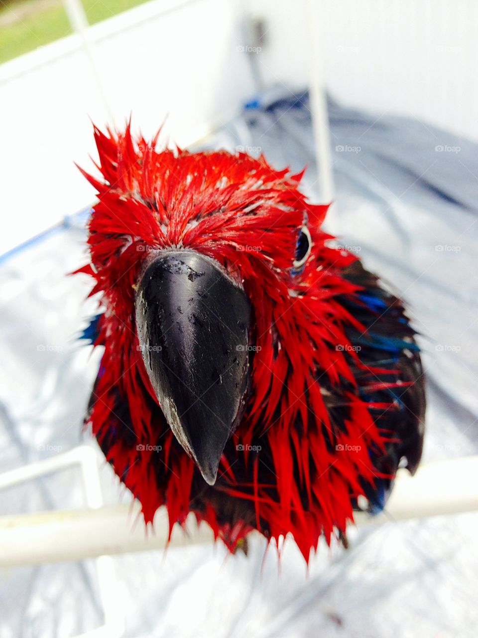 Bad hair day-Red parrot after a warm shower.