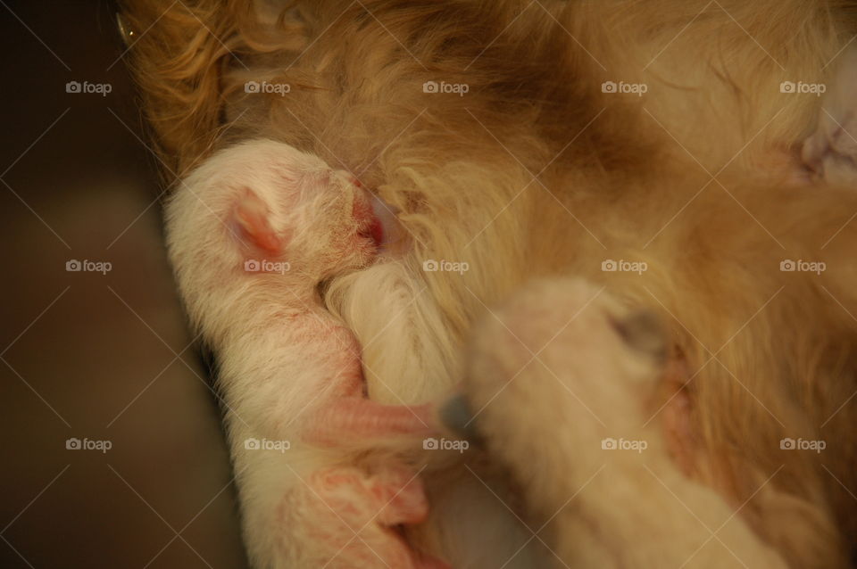 New born Siamese-Himalayan kitten.