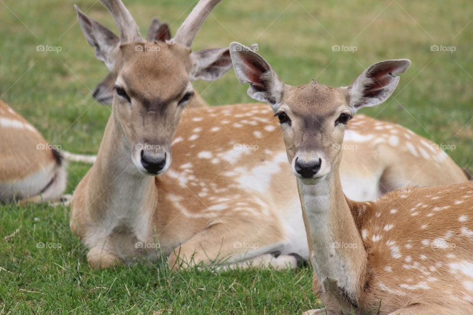 Deer lying on grassy land