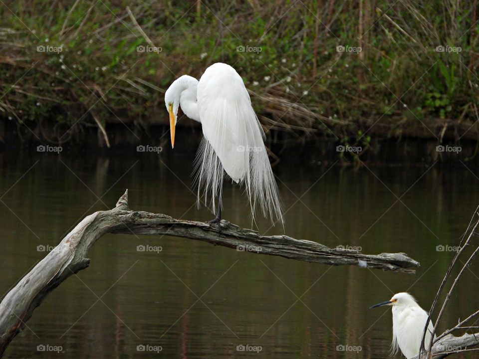 Color: White - Egrets are herons, generally long-legged wading birds, that have white or buff plumage, developing fine plumes (usually milky white) during the breeding season.