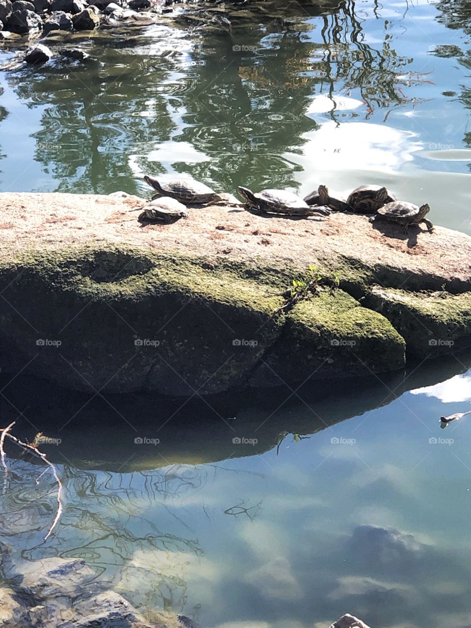Turtles in a pond 