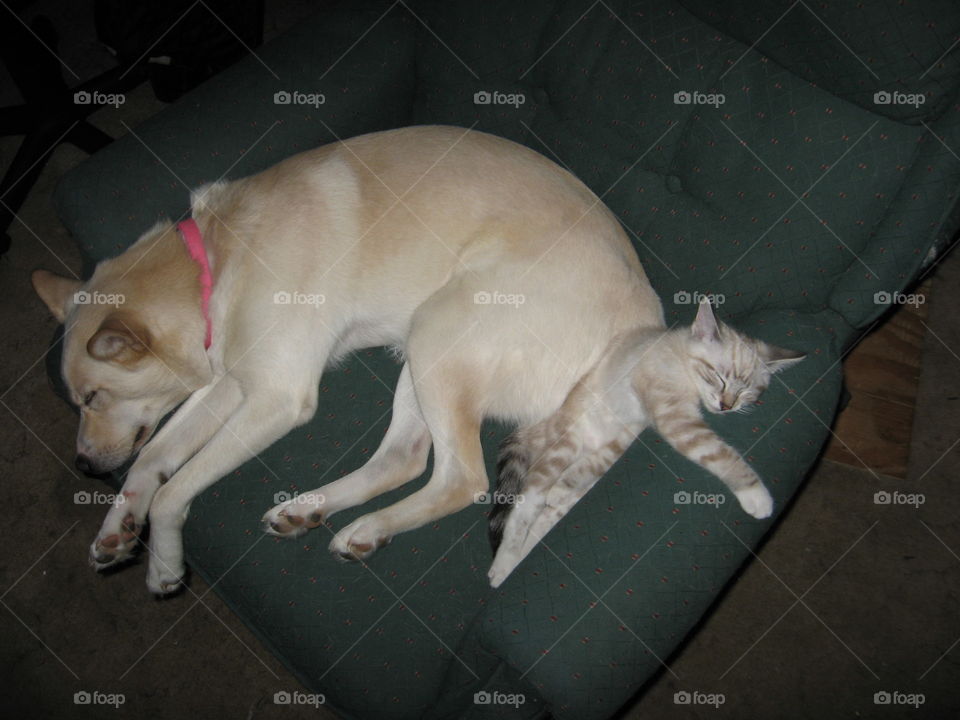 sleeping pets