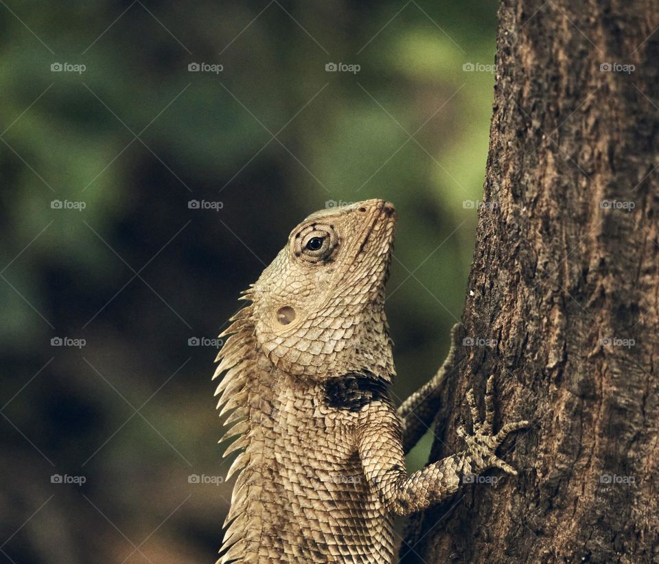 Oriental lizard - Backyard garden photography 