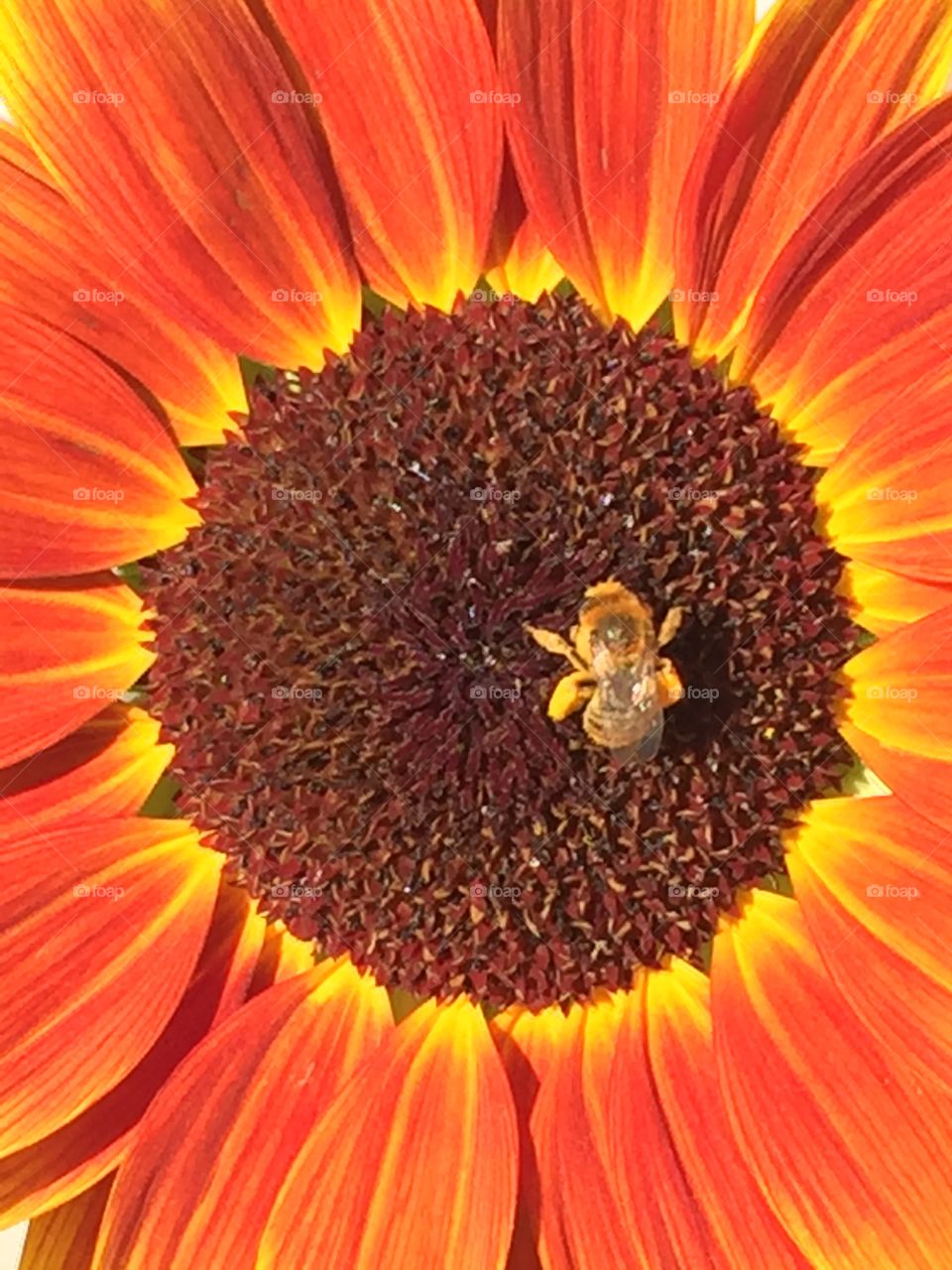 Bee with pollen coated legs on sunflower 