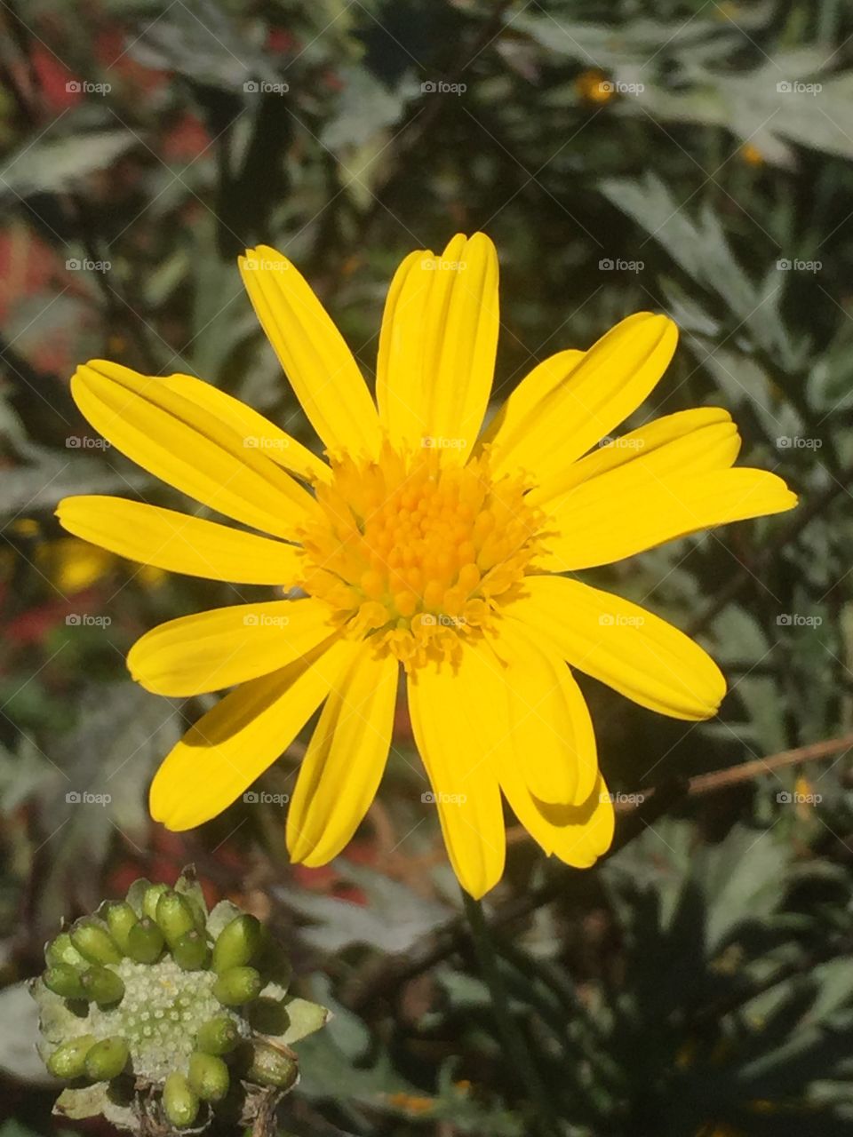 Bel fiiore giallo fuori casa a nettuno