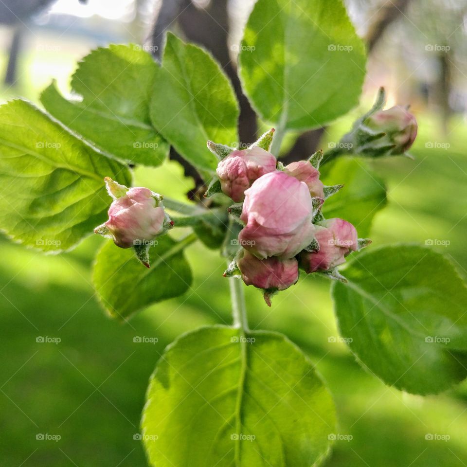Tree buds