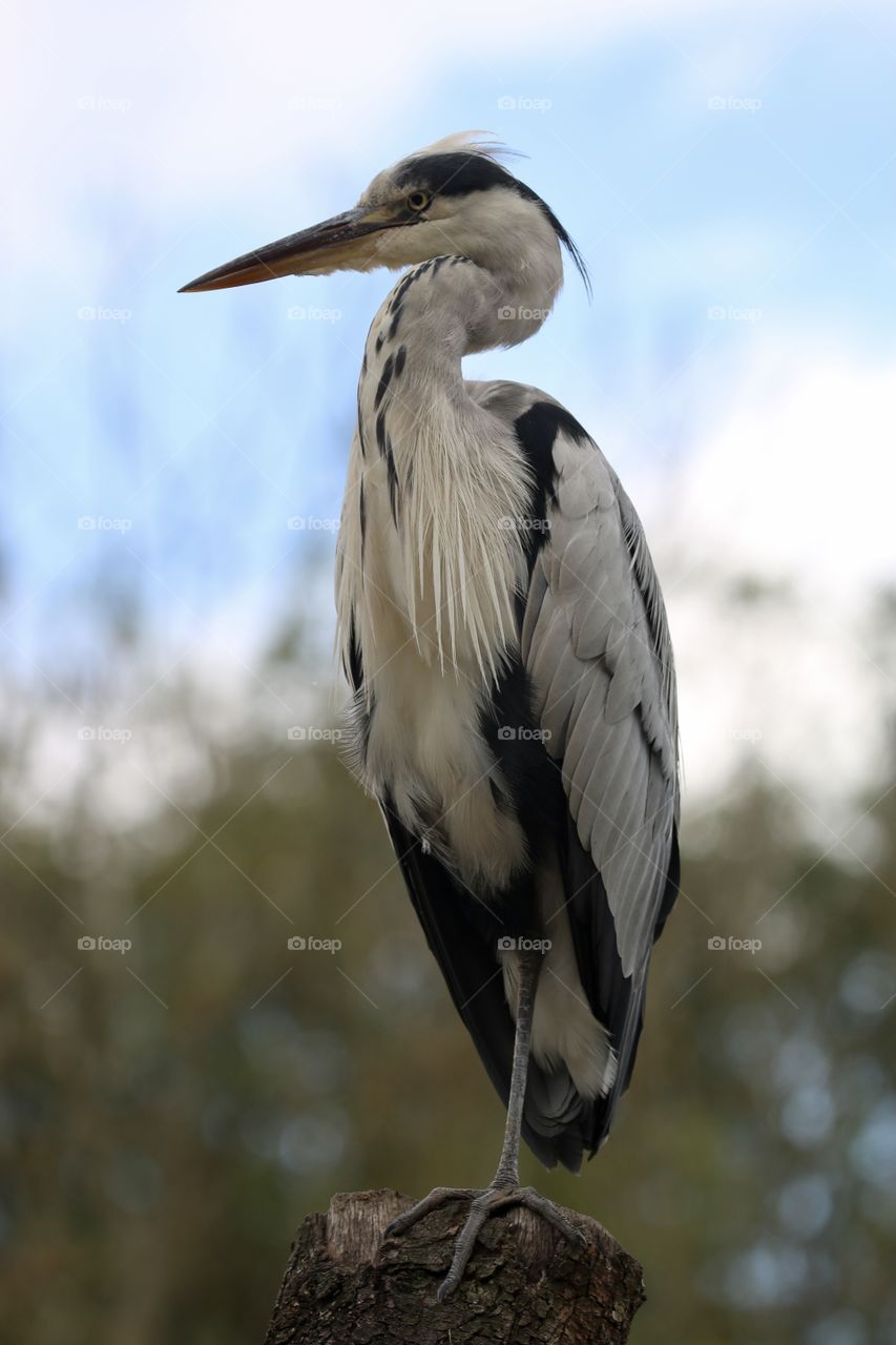 Gray heron