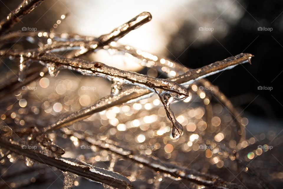 Ice on twigs backlit