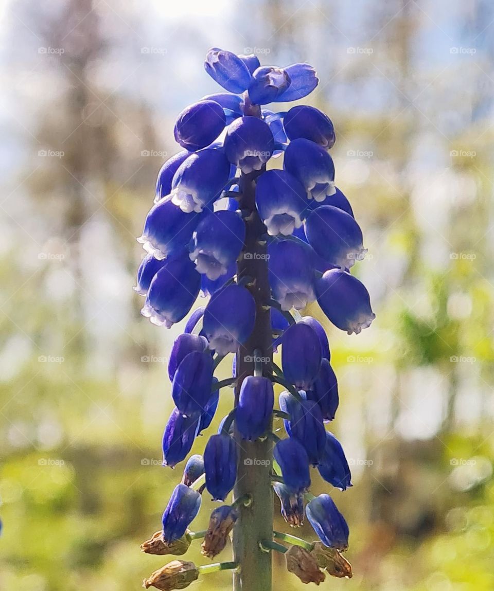 Flower loods like standing for a painting