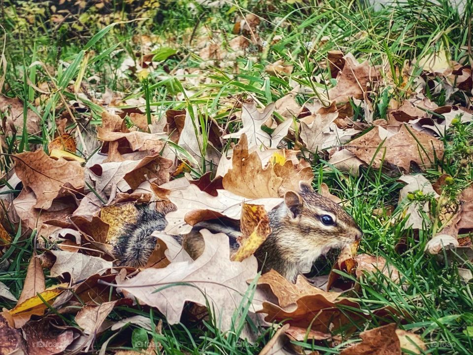 Hiding in the leaves