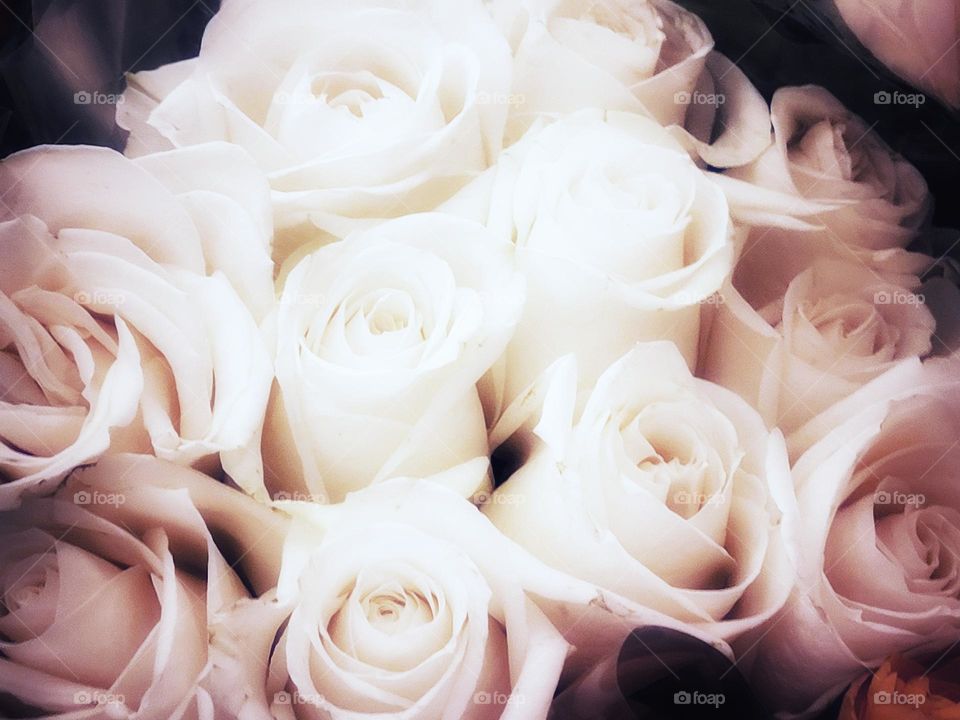 sexy and beautiful white roses