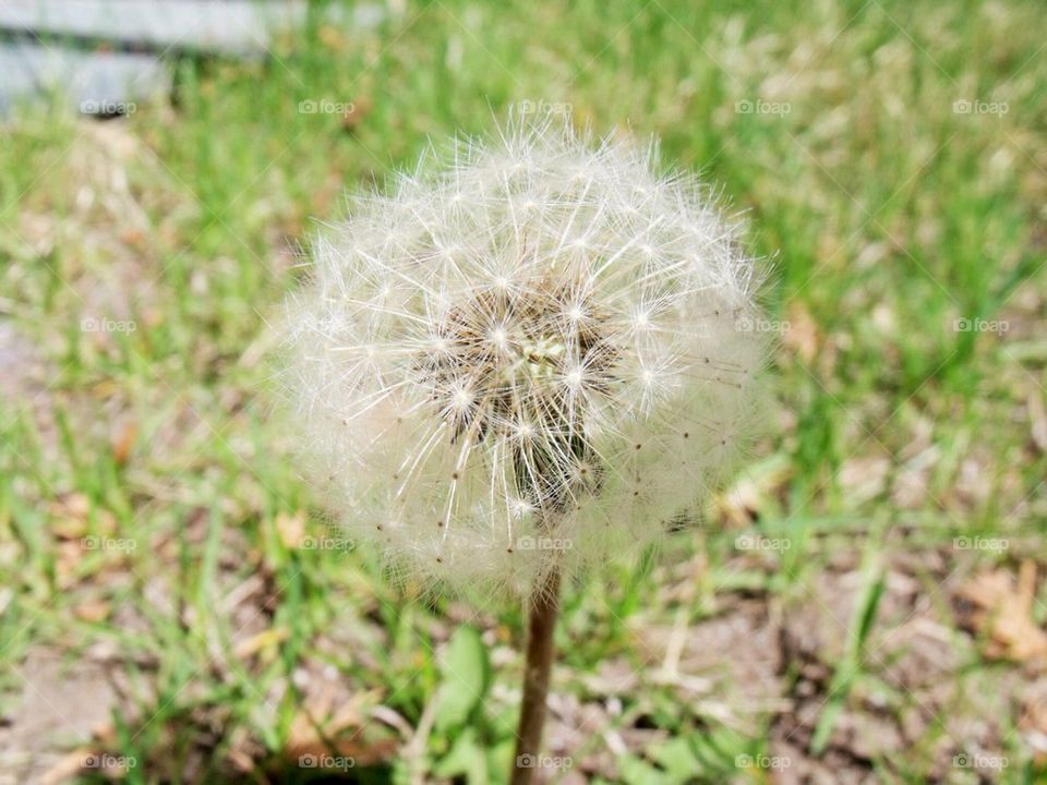 Dandelion