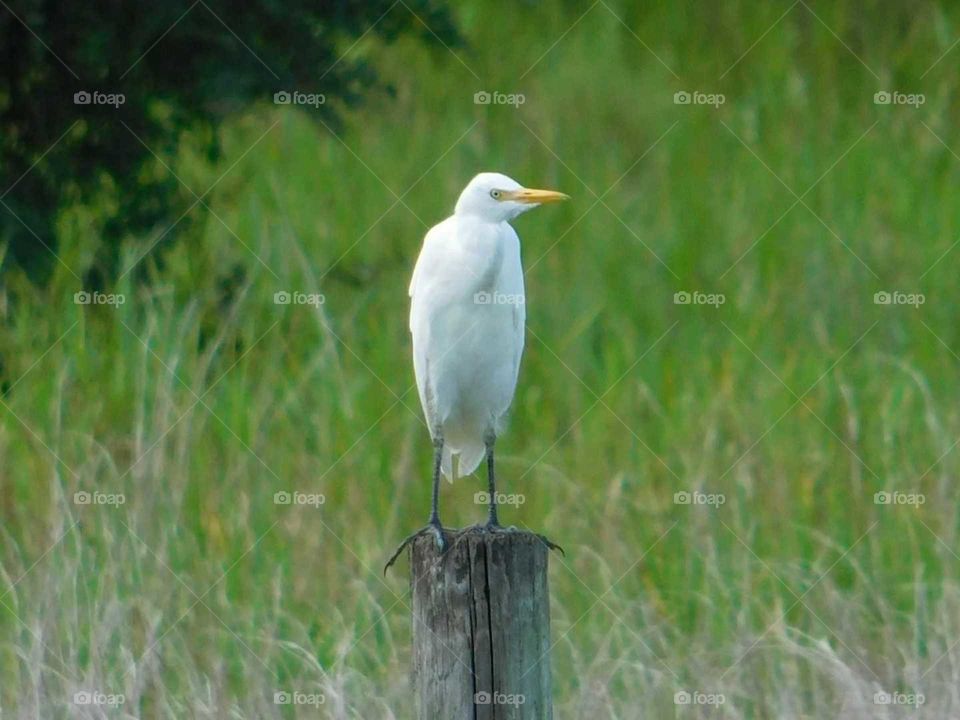 Cowbird