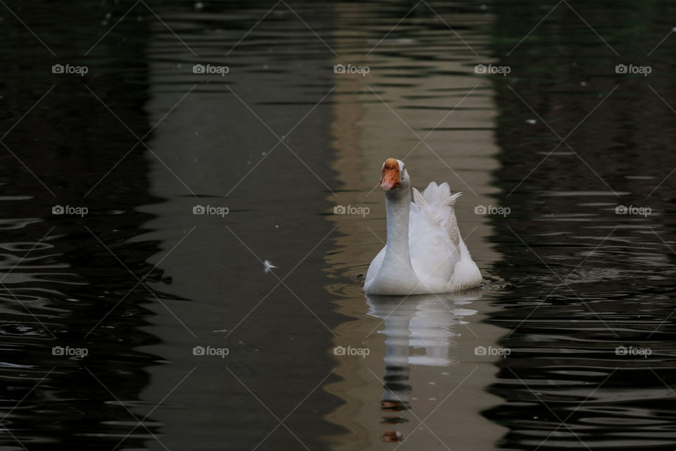 The white swan at a colourful pond caused by structures shadow.