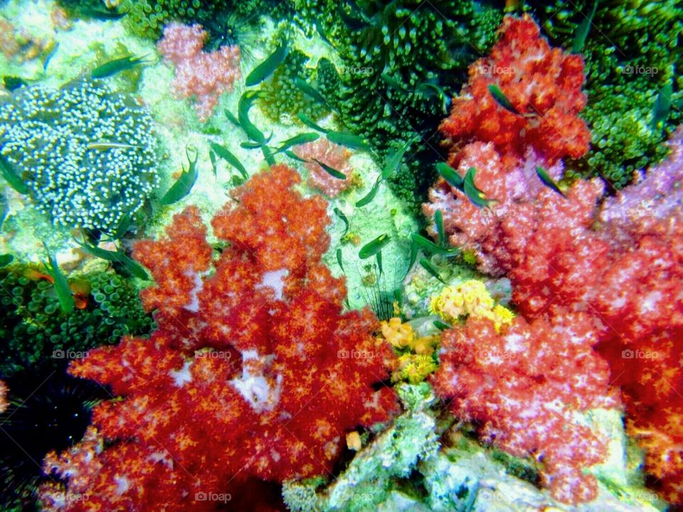 Ten color coral