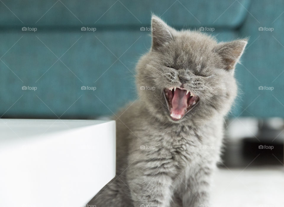 Gray kitten yawning