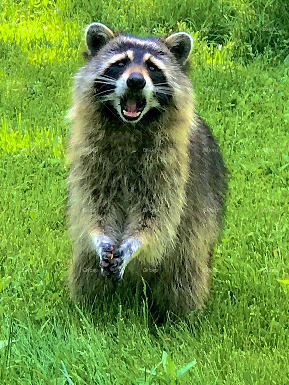 Singing for my supper 