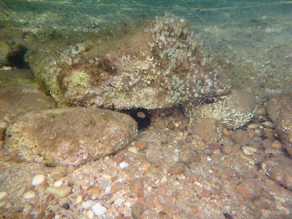 under the sea. sea urchin in the rocks at bottom of the sea