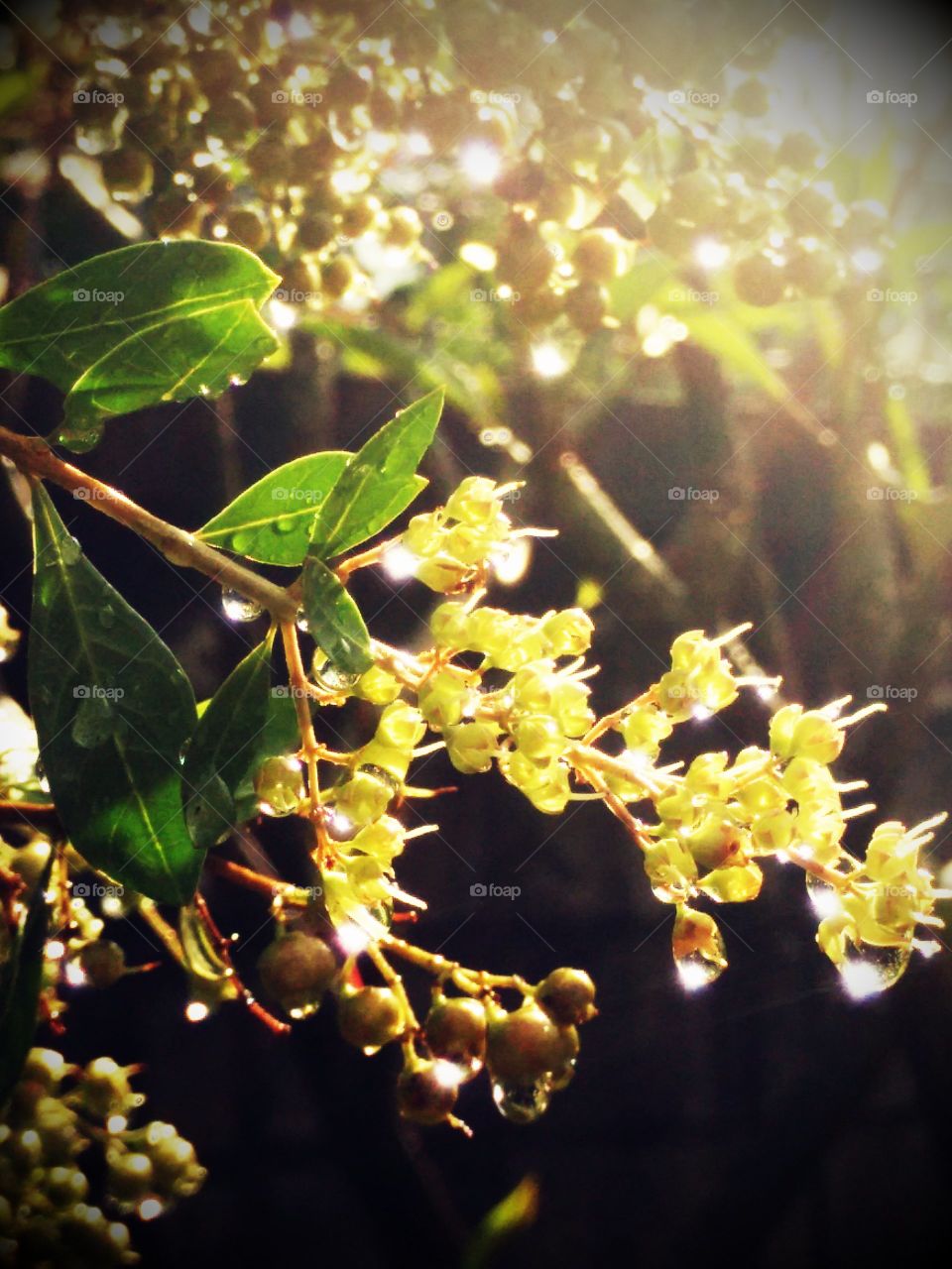 After rain. A lot of drops at the fkower....after rain